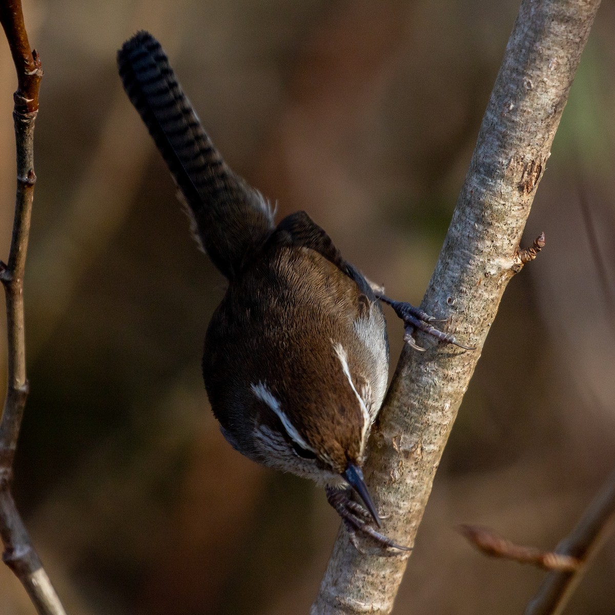 Bewick's Wren - ML297553691