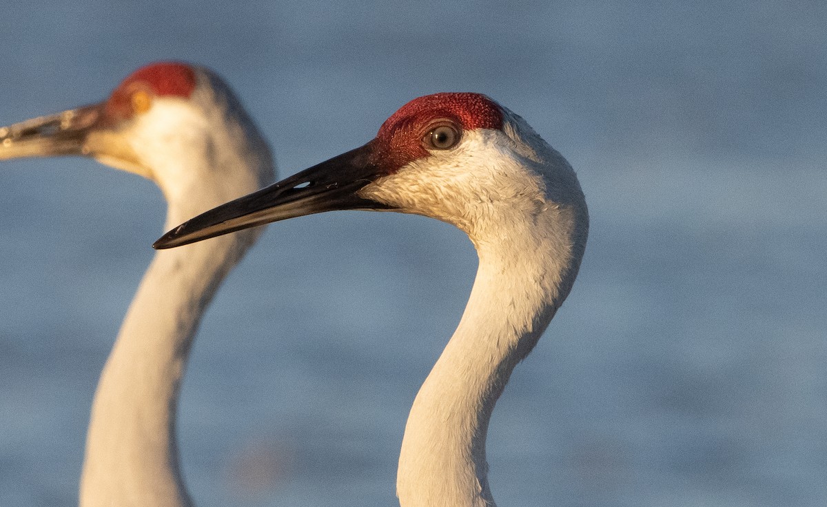 Sandhill Crane - Liam Huber