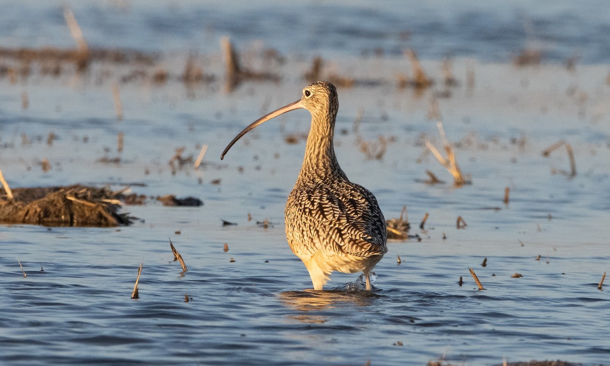 Long-billed Curlew - Liam Huber