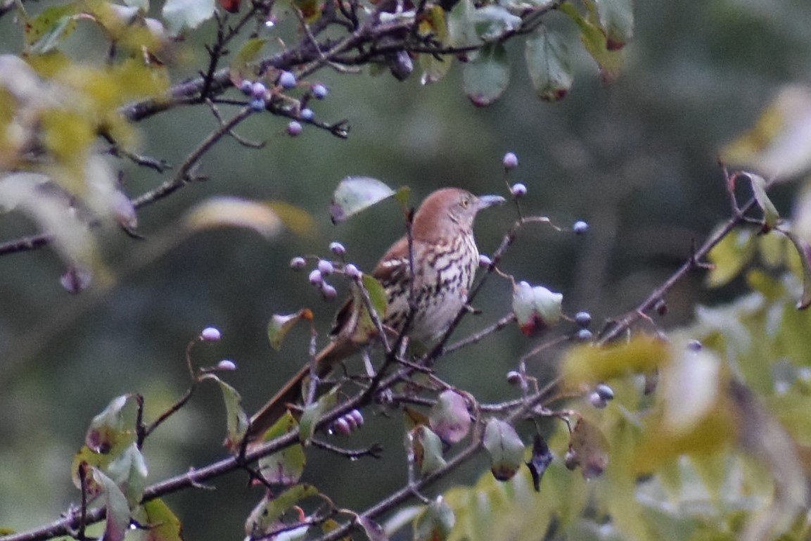 Brown Thrasher - ML297554591