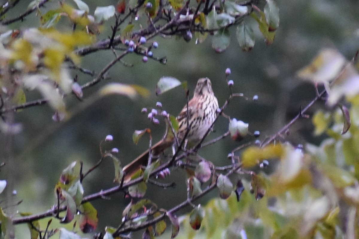 Brown Thrasher - ML297554631