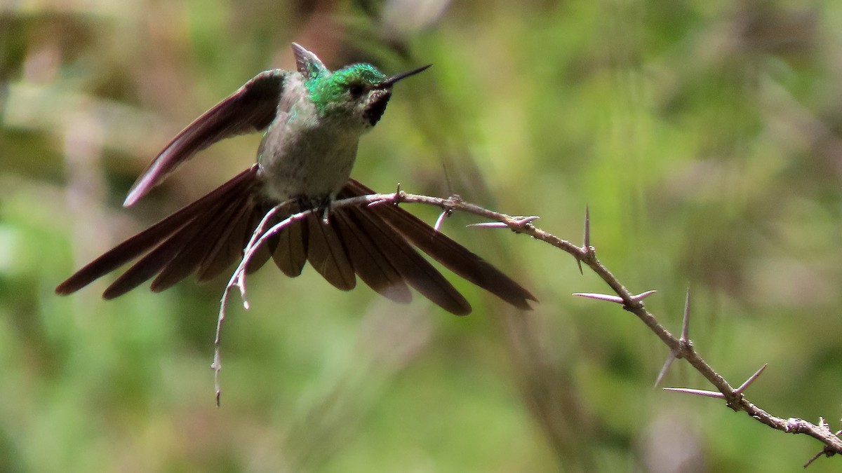 Colibrí Ventrigrís - ML297554661