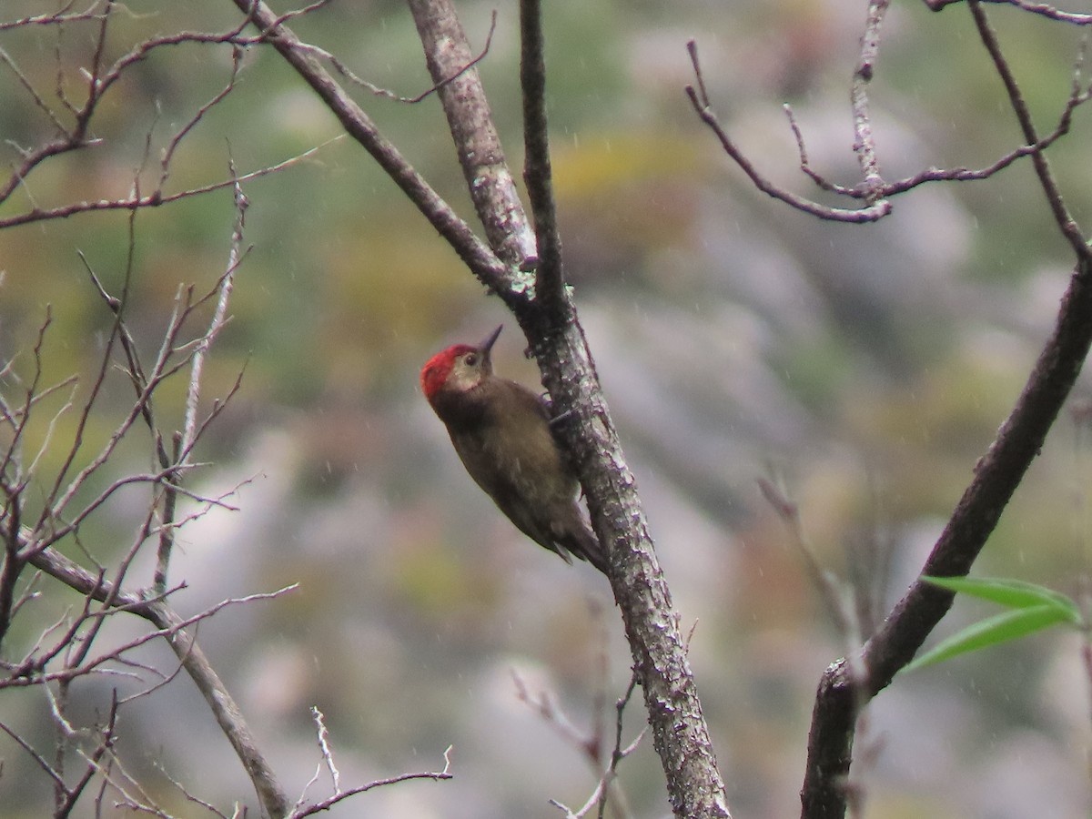 Smoky-brown Woodpecker - ML297554791