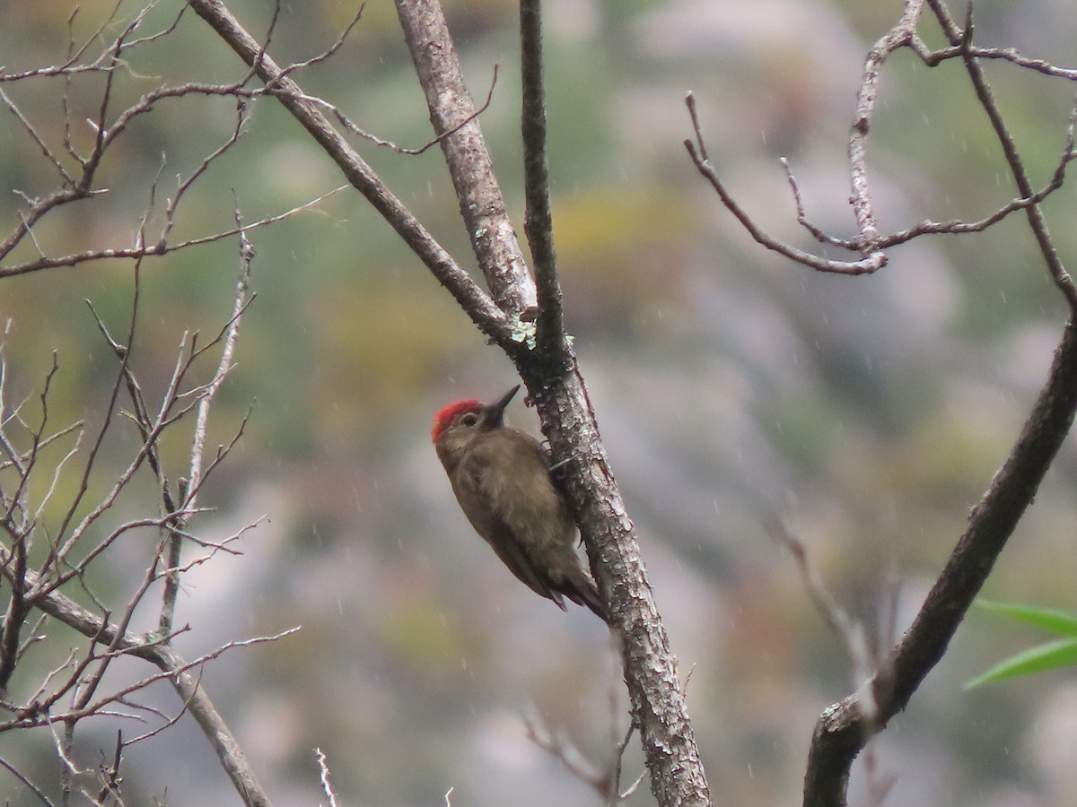Smoky-brown Woodpecker - ML297554801