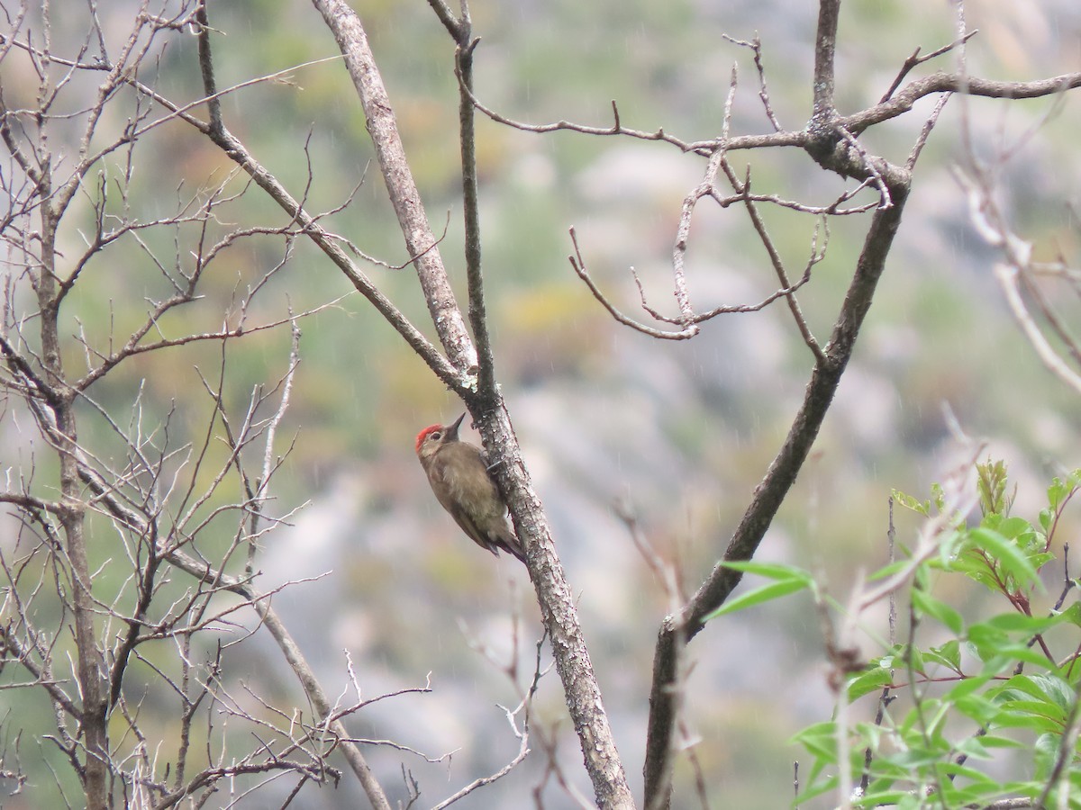 Smoky-brown Woodpecker - ML297554821