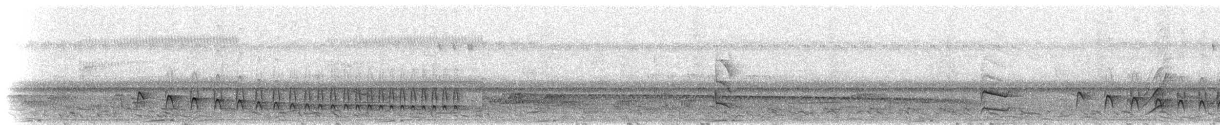 White-flanked Antwren (White-flanked) - ML297555