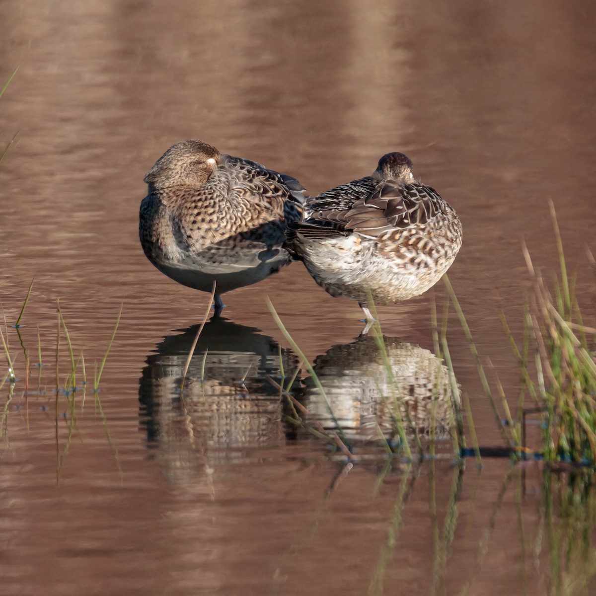 Green-winged Teal - ML297556411