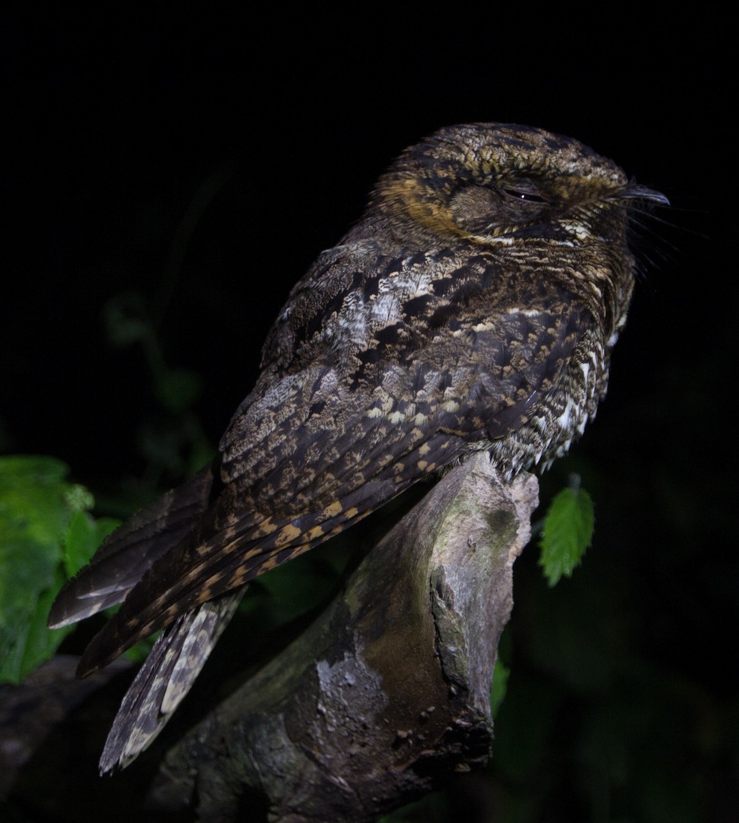 Yucatan Nightjar - ML297556571