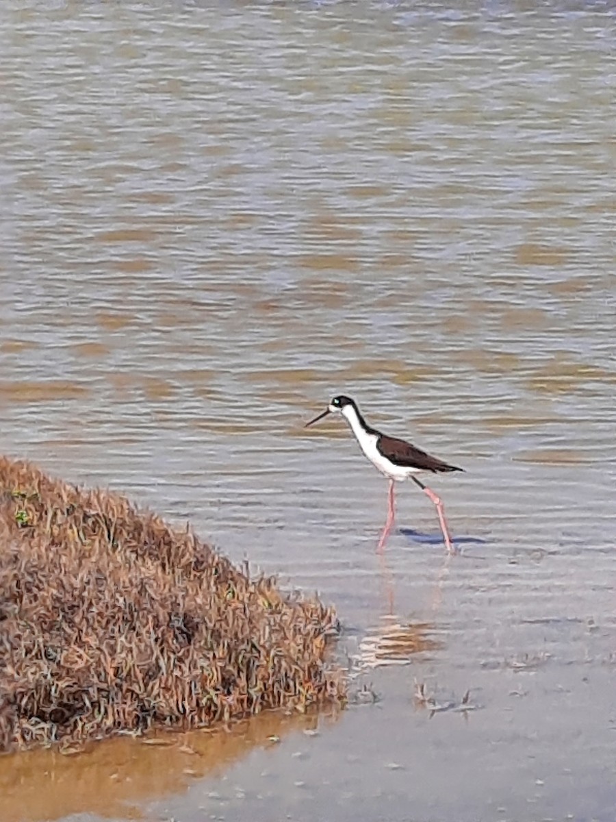 Cigüeñuela Cuellinegra (Hawaiana) - ML297556671