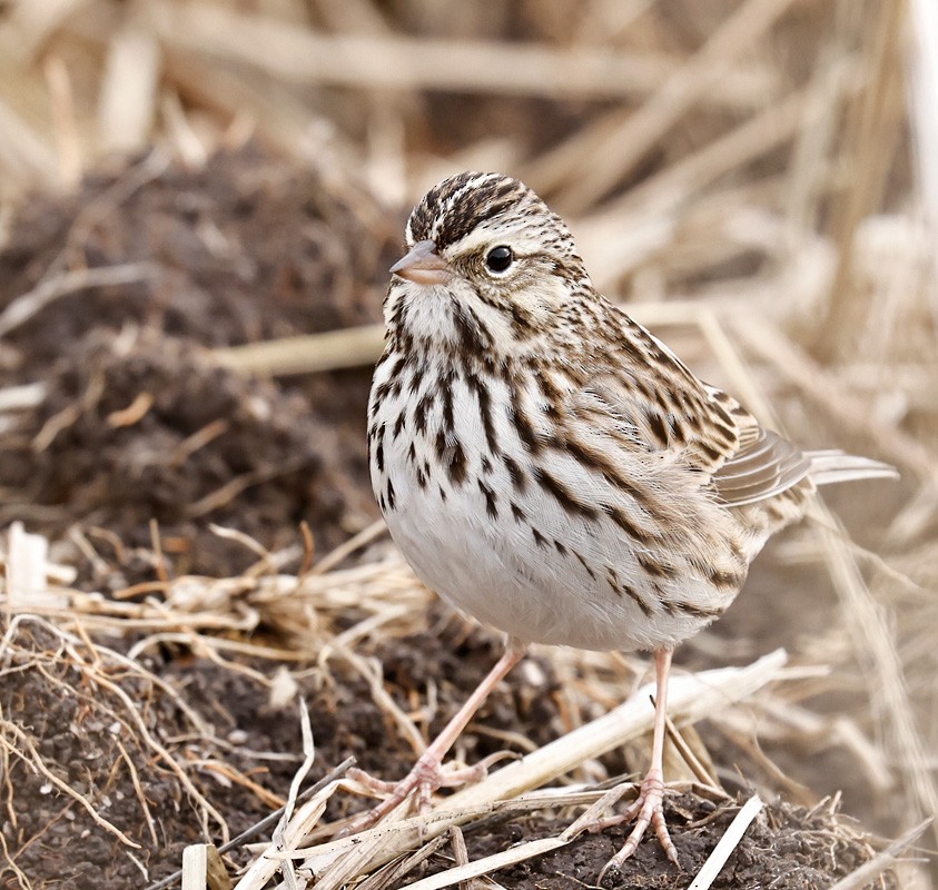 Savannah Sparrow - ML297559881