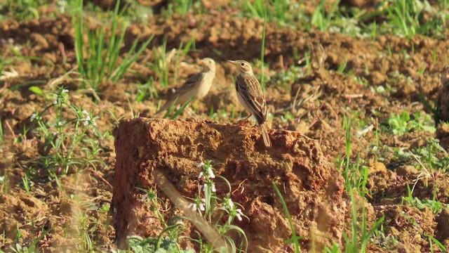 Blyth's Pipit - ML297561321