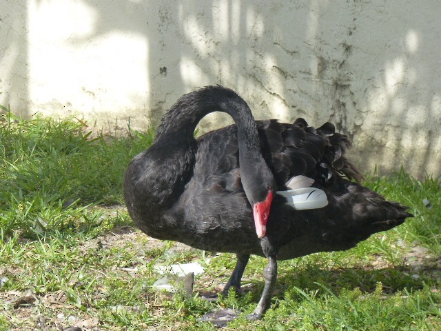 Black Swan - Ron Smith