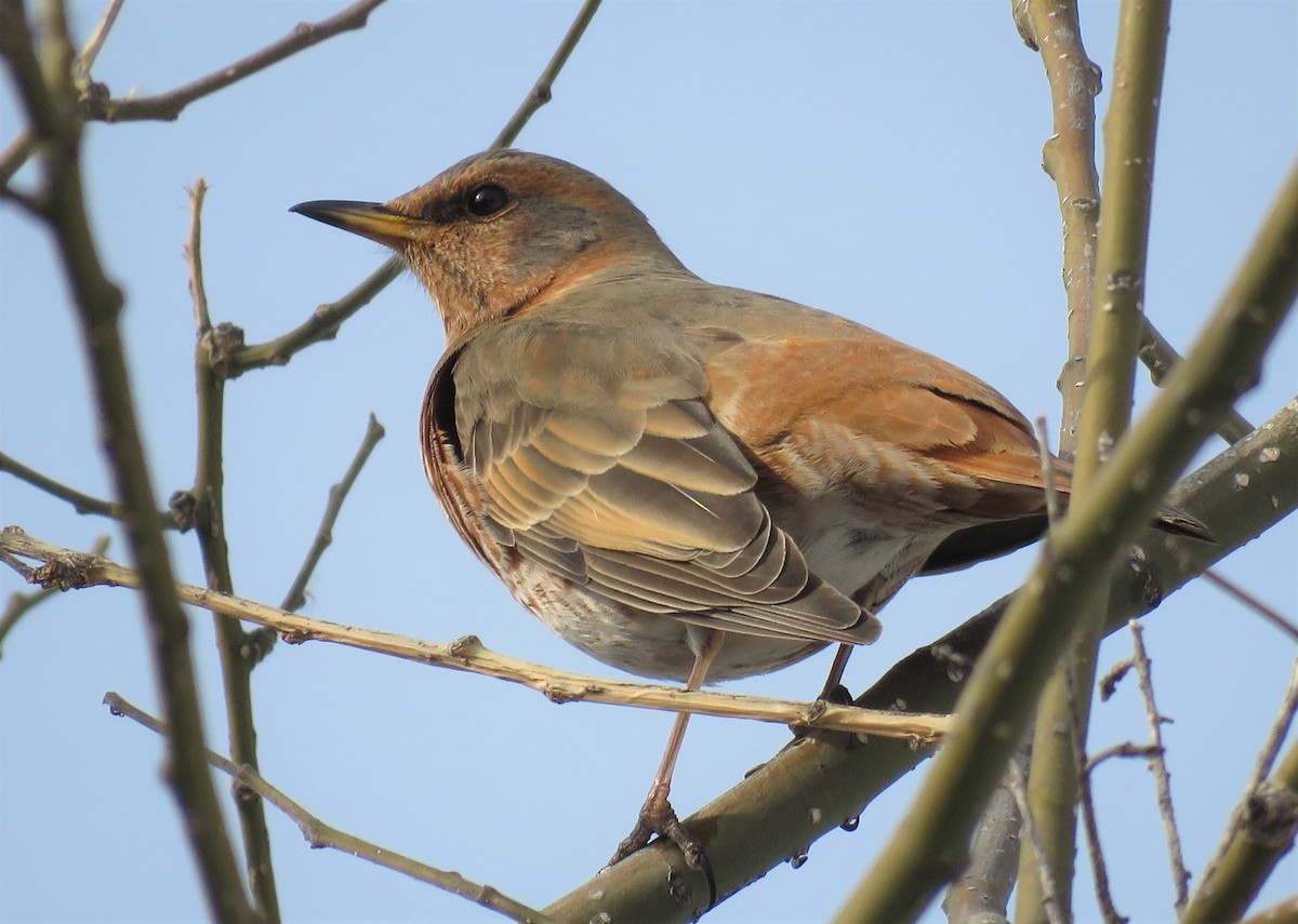 Naumann's Thrush - ML297567521