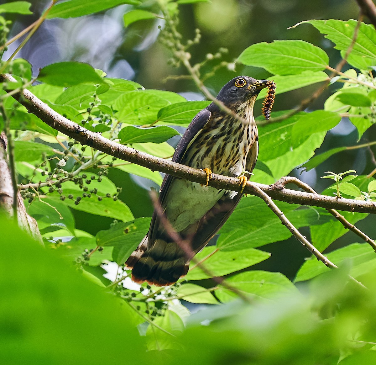 Malaysian Hawk-Cuckoo - ML297569561