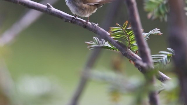 West Himalayan Bush Warbler - ML297570151