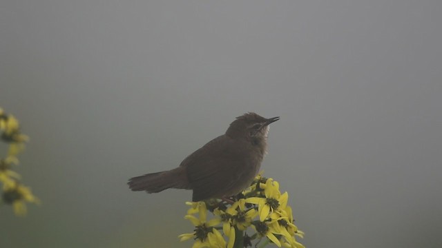 West Himalayan Bush Warbler - ML297570971