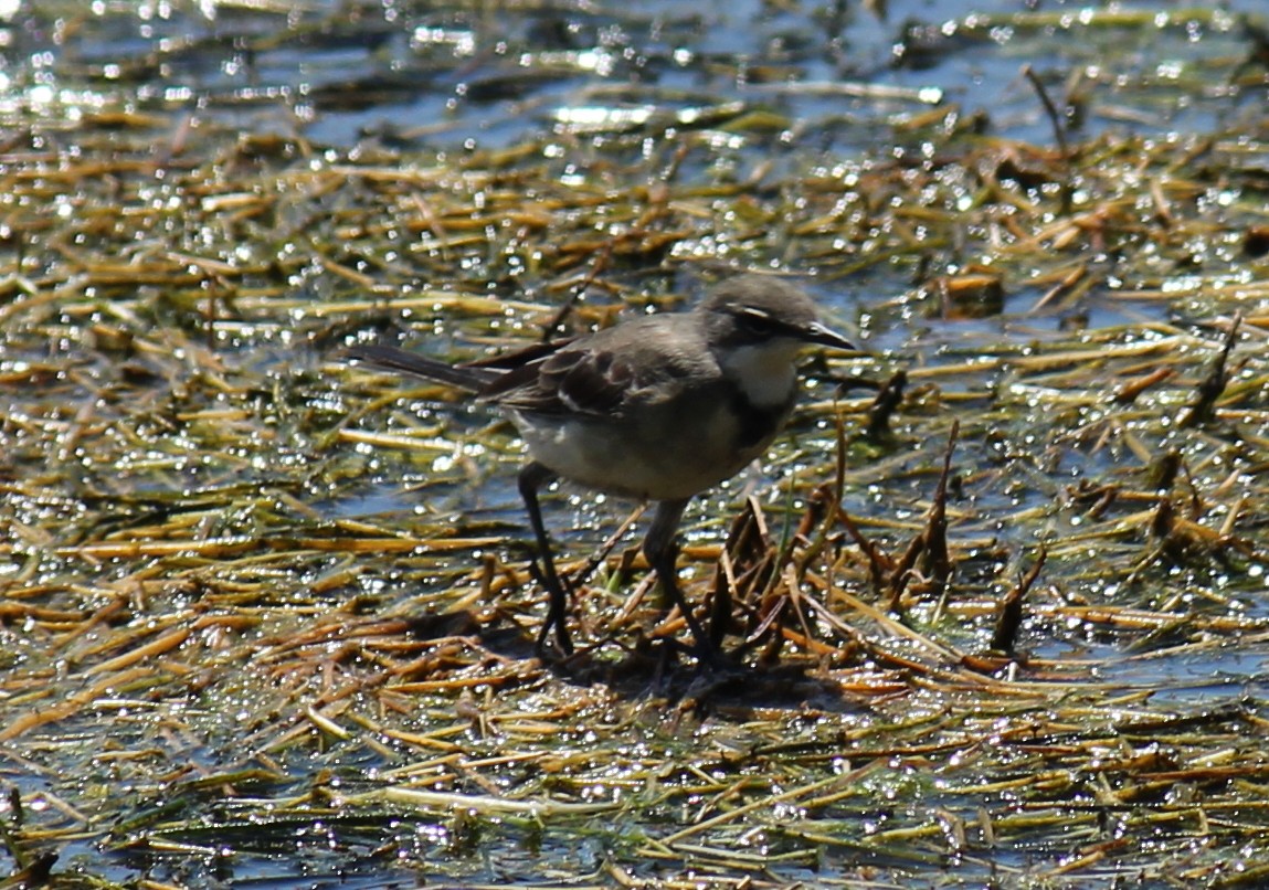 Cape Wagtail - ML297571481