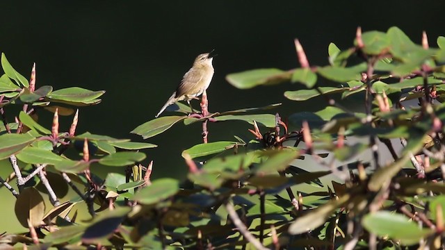 West Himalayan Bush Warbler - ML297571961