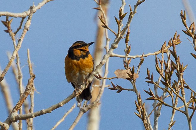 Varied Thrush - ML29757261