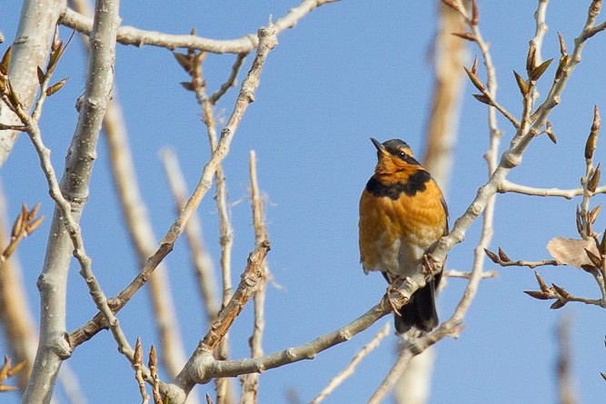 Varied Thrush - ML29757281