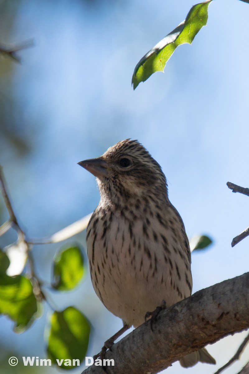 Cassin's Finch - ML297572871