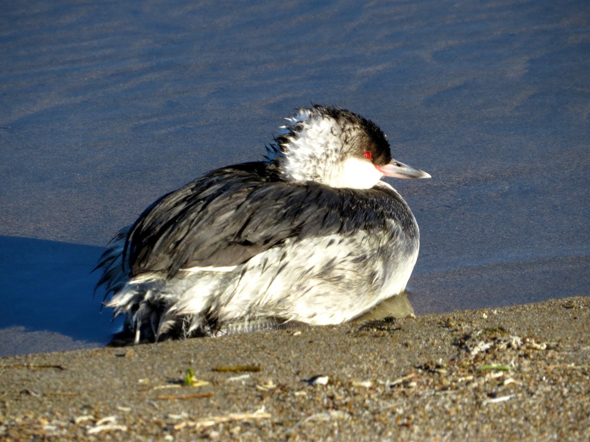 Horned Grebe - ML297573571