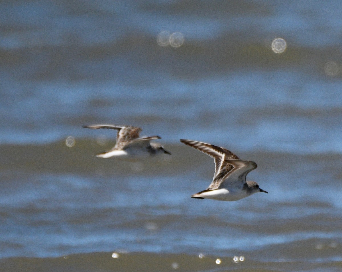 Red-necked Stint - ML297577611