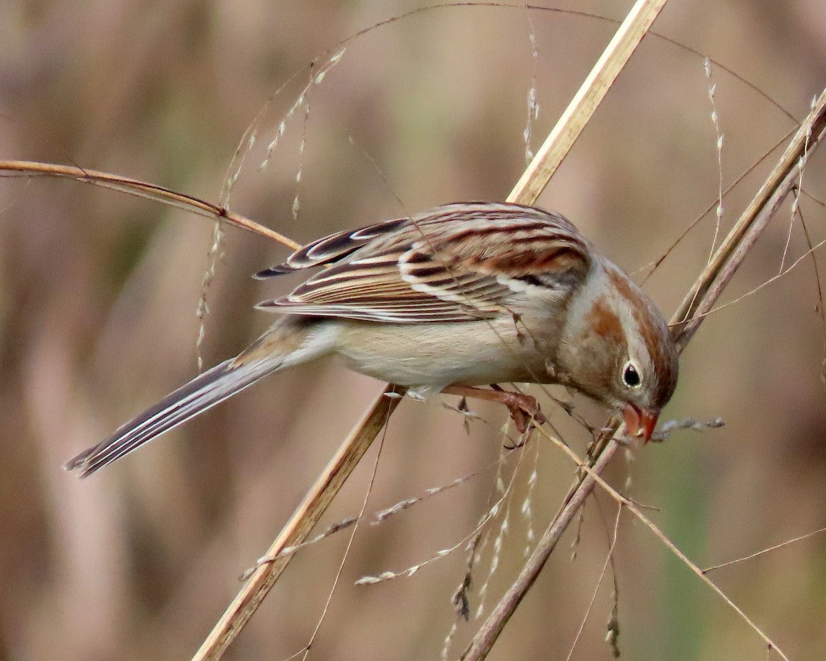 Field Sparrow - ML297578031