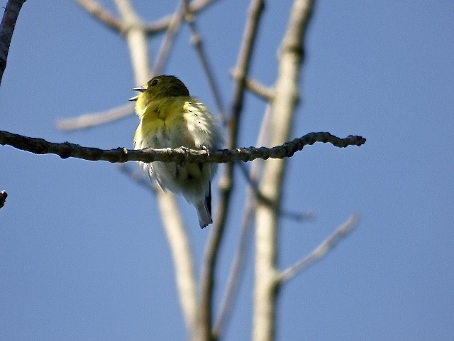 Yellow-throated Vireo - ML29757821