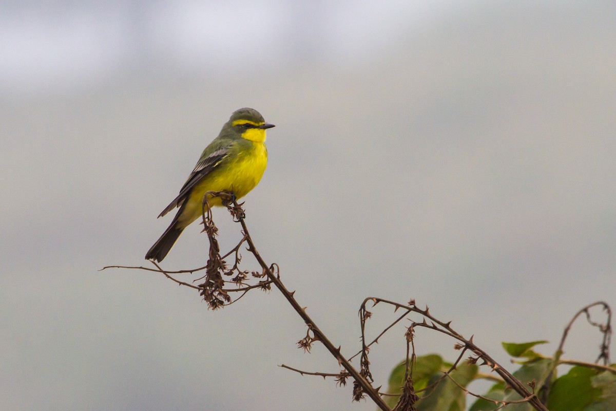 Yellow-browed Tyrant - Ze Edu Camargo