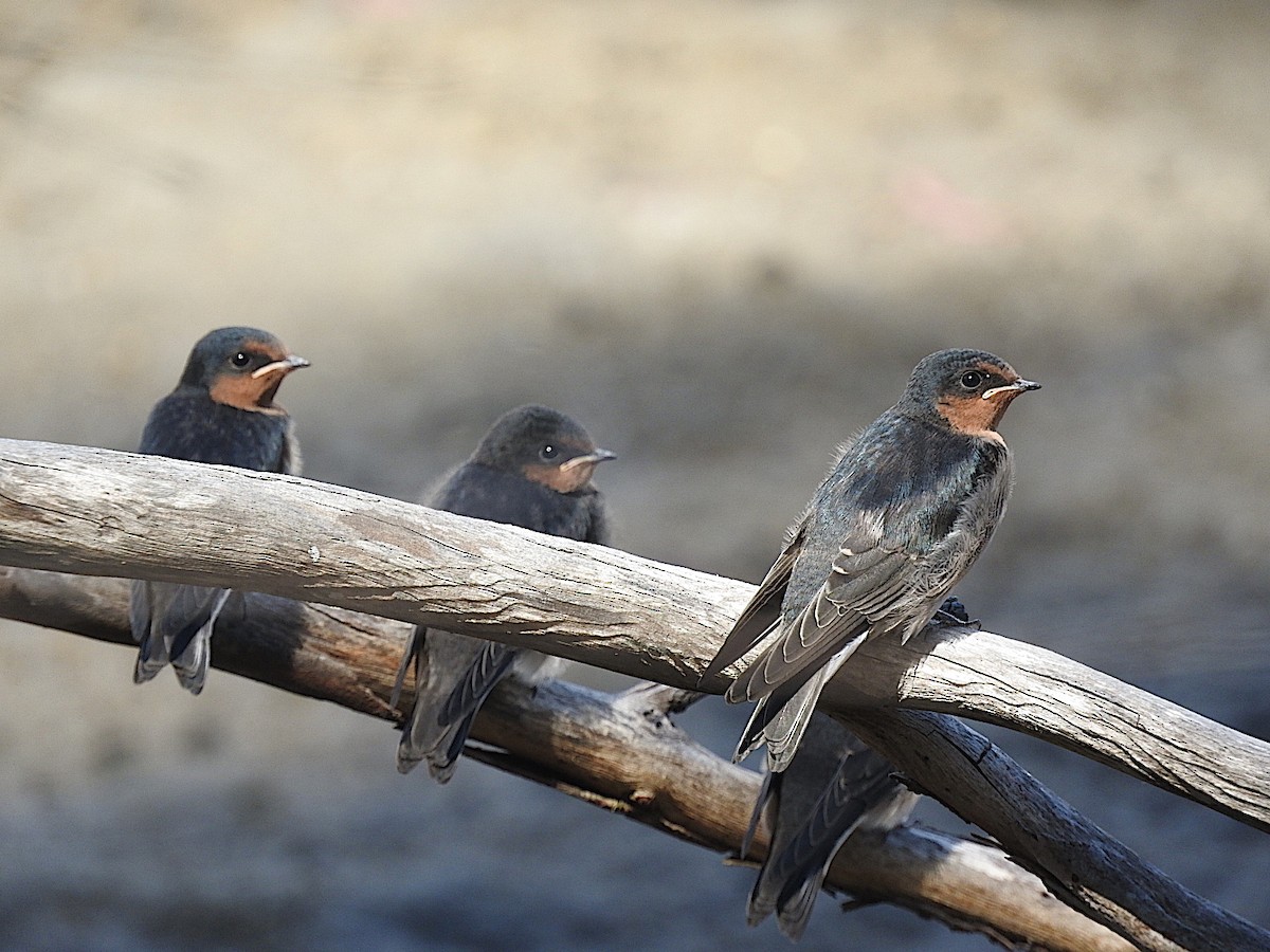 Golondrina Australiana - ML297582351