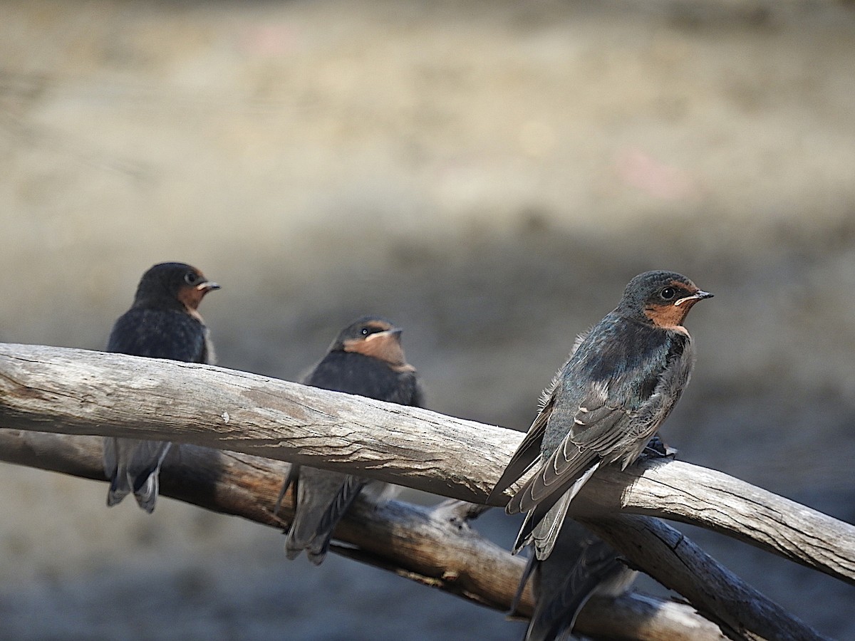 Welcome Swallow - George Vaughan