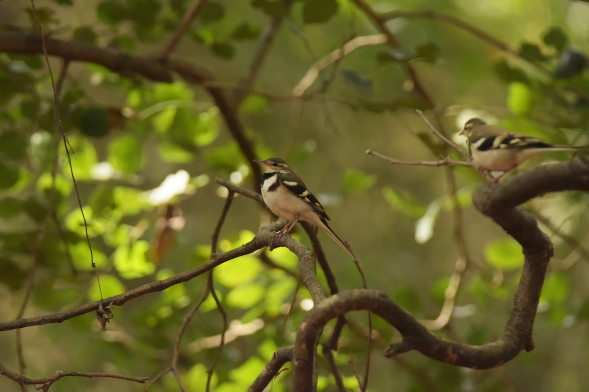 Forest Wagtail - Pratik Kamu