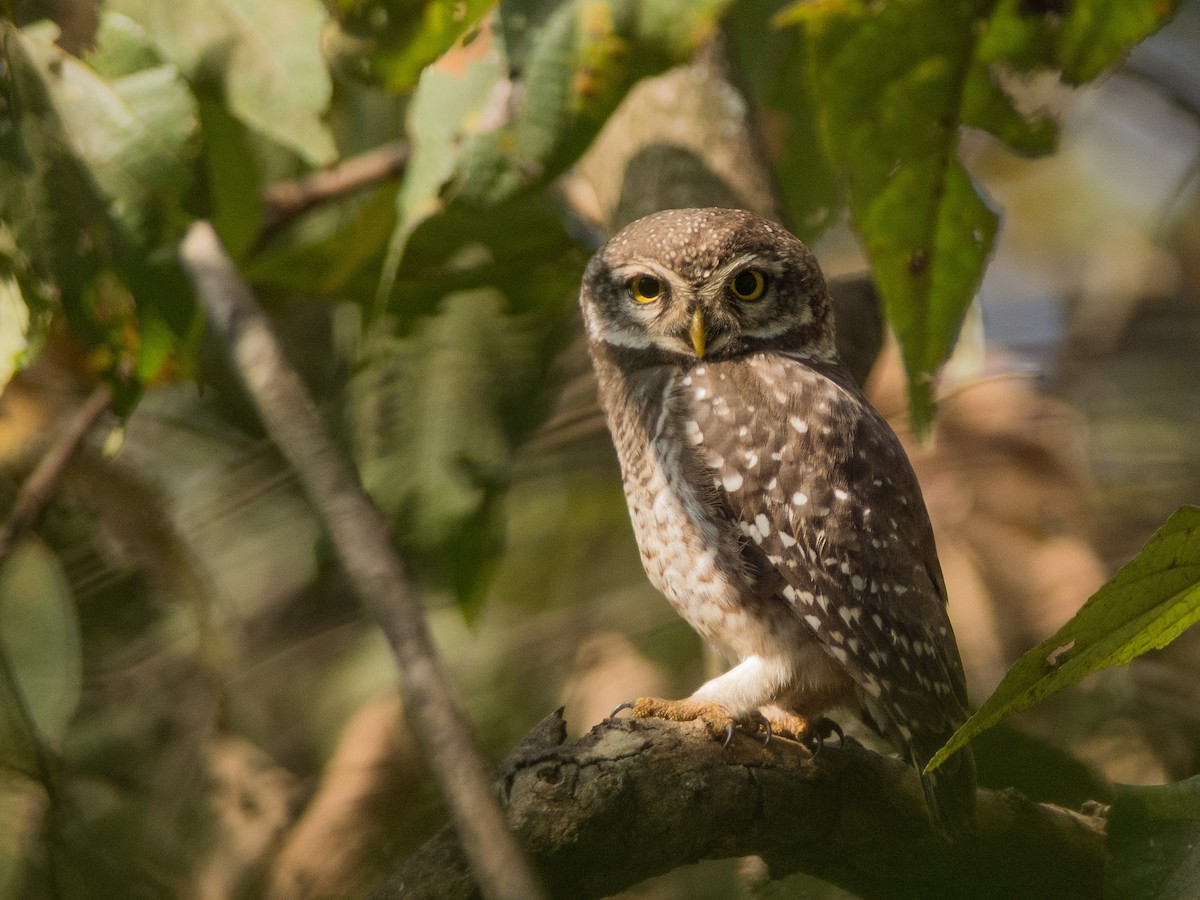 Spotted Owlet - Pratik Kamu