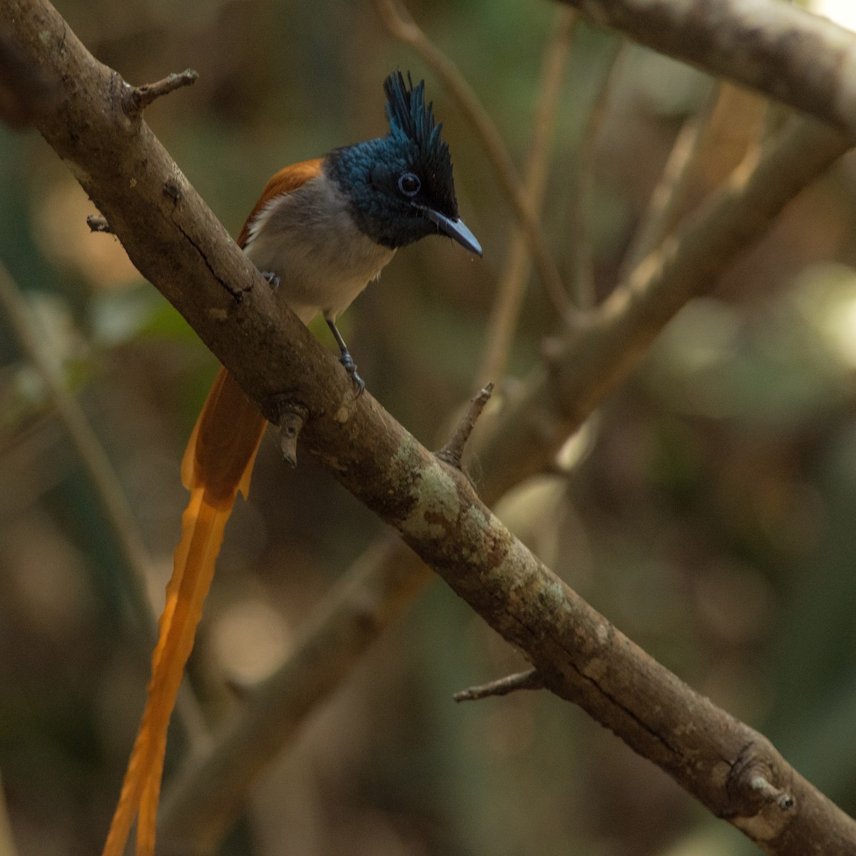 Indian Paradise-Flycatcher - Pratik Kamu