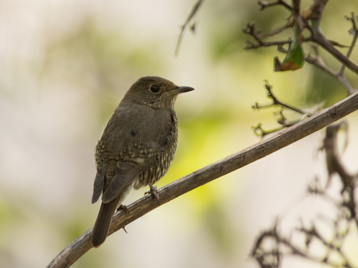 Blue-capped Rock-Thrush - Pratik Kamu