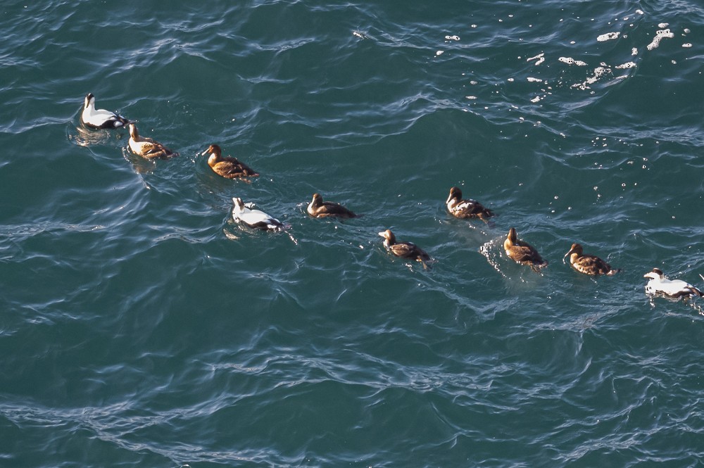 Common Eider - ML297583491