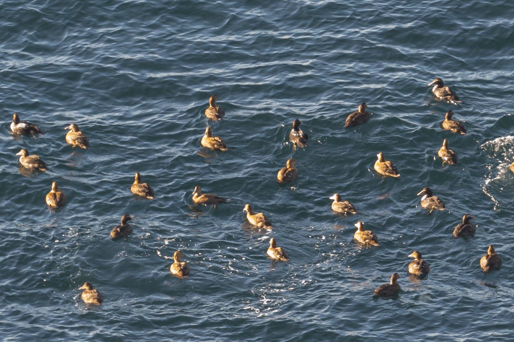 Common Eider - Frank King