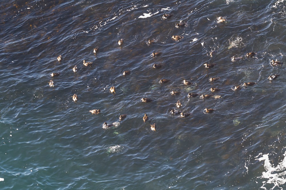 Common Eider - Frank King