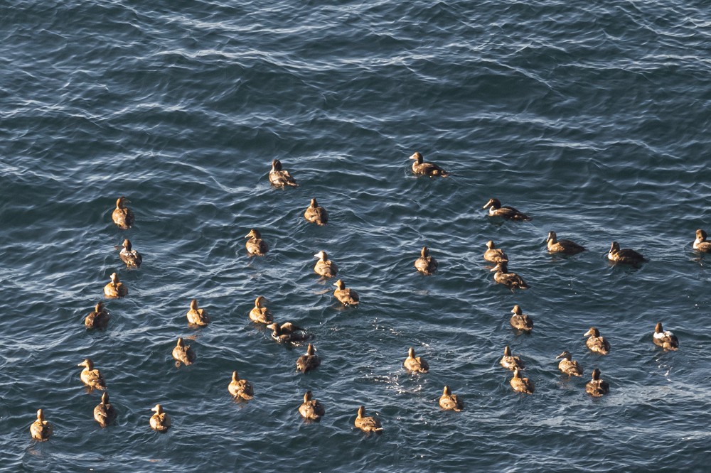 Common Eider - ML297583541