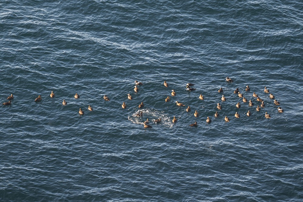 Common Eider - ML297583551