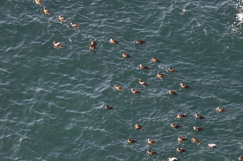 Common Eider - ML297583561