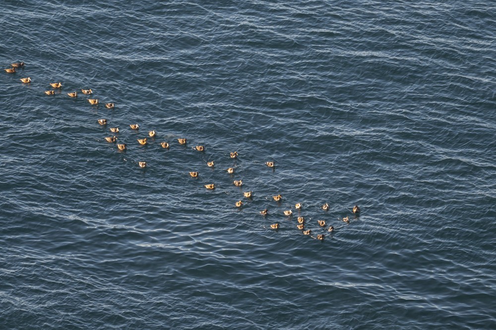 Common Eider - ML297583571