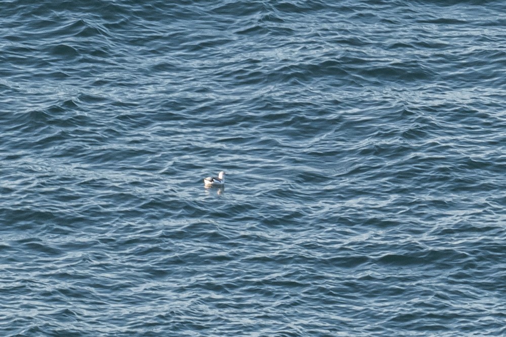 Black Guillemot - ML297583611