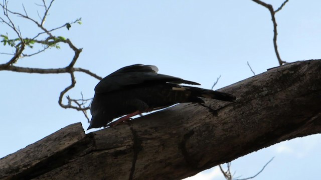 Crane Hawk - ML297584511