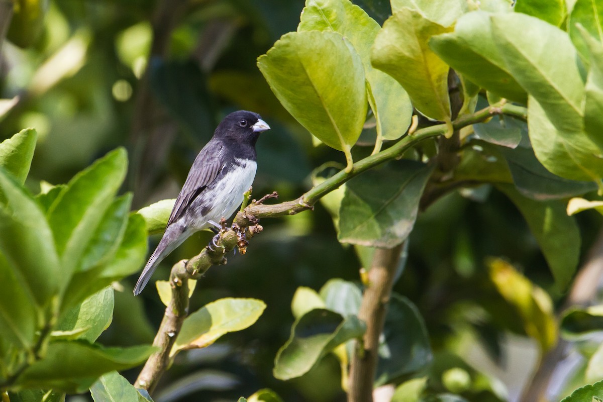 Dubois's Seedeater - Ze Edu Camargo
