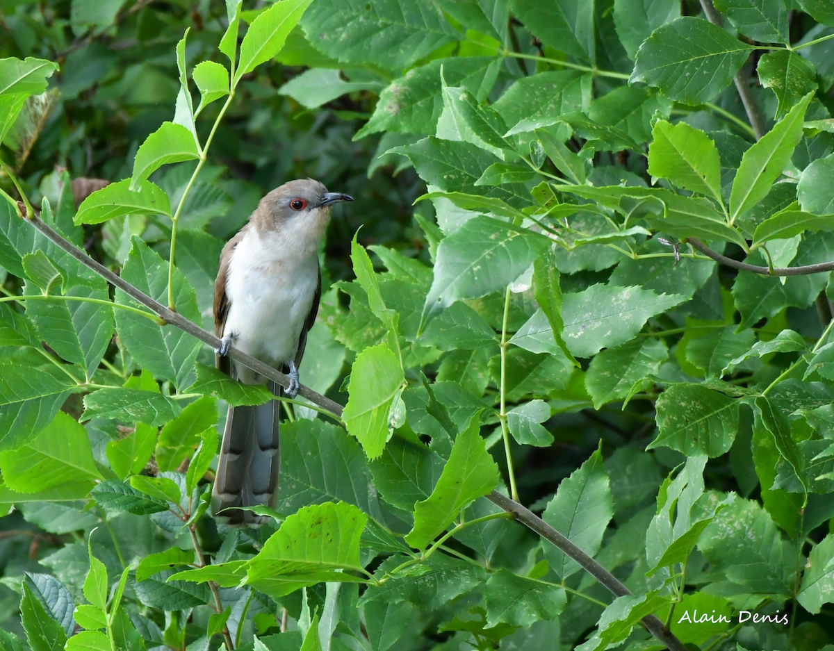 Black-billed Cuckoo - ML297584721