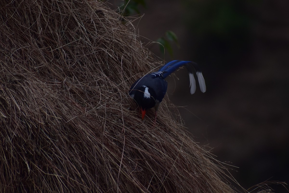 Red-billed Blue-Magpie - ML297585161