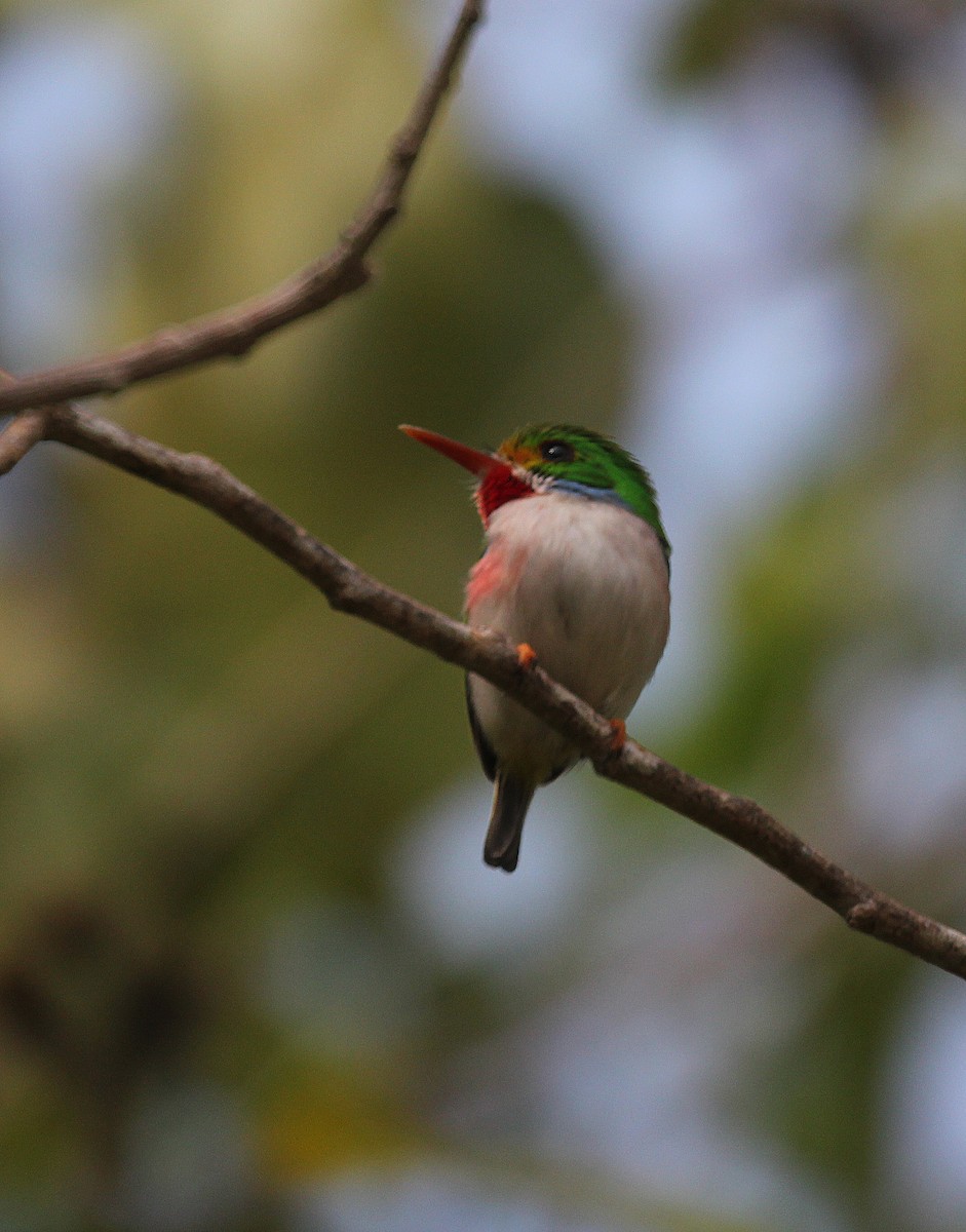 Cuban Tody - Juan Carlos Albero