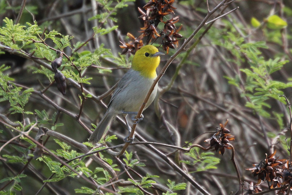 Yellow-headed Warbler - ML297585931